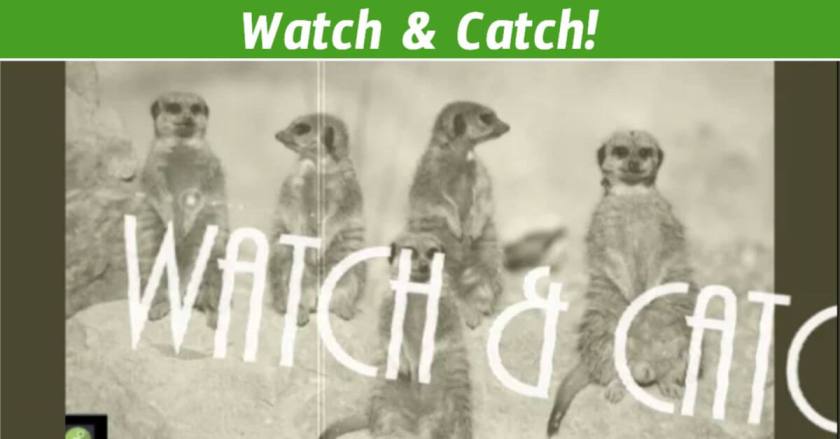Five meerkats standing alert with “Watch & Catch” title — visual for ESL video-based classroom activity.